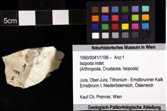 Foto (Objket + Etiketten) von Isopoda indet. 